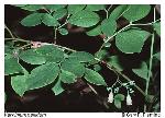 Vaccinium pallidum Ait.