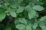 Vaccinium pallidum Ait.
