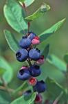 Vaccinium pallidum Ait.