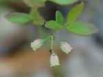 Vaccinium pallidum Ait.