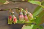 Vaccinium pallidum Ait.