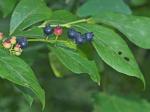 Vaccinium simulatum Small