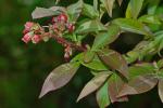 Vaccinium simulatum Small
