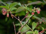Vaccinium simulatum Small