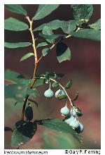 Vaccinium stamineum L.