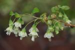 Vaccinium stamineum L.