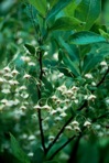 Vaccinium stamineum L.