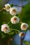 Vaccinium stamineum L.
