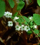 Vaccinium stamineum L.