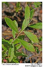 Vaccinium tenellum Ait.