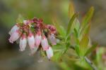 Vaccinium tenellum Ait.