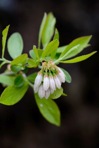 Vaccinium tenellum Ait.