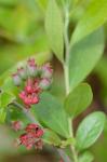 Vaccinium tenellum Ait.