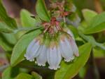 Vaccinium tenellum Ait.