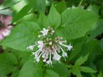 Valeriana pauciflora Michaux