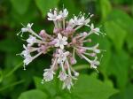 Valeriana pauciflora Michaux