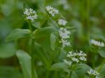 Valerianella chenopodiifolia (Pursh) DC.