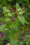 Valerianella chenopodiifolia (Pursh) DC.