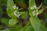 Valerianella chenopodiifolia (Pursh) DC.
