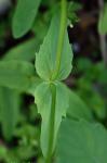 Valerianella chenopodiifolia (Pursh) DC.