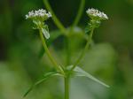 Valerianella chenopodiifolia (Pursh) DC.