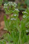 Valerianella locusta (L.) Latterade