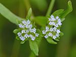Valerianella locusta (L.) Latterade