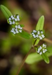 Valerianella locusta (L.) Latterade