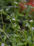 Valerianella radiata (L.) Dufr.