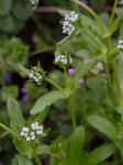 Valerianella radiata (L.) Dufr.