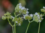 Valerianella umbilicata (Sull.) Wood