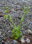 Valerianella umbilicata (Sull.) Wood