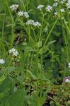 Valerianella umbilicata (Sull.) Wood