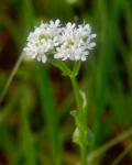 Valerianella umbilicata (Sull.) Wood