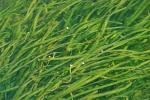 Vallisneria americana Michx.