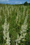 Melanthium hybridum Walter