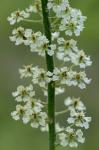 Melanthium hybridum Walter