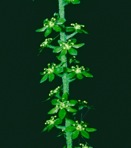 Melanthium parviflorum (Michaux) S. Watson