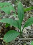 Melanthium parviflorum (Michaux) S. Watson