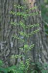 Melanthium parviflorum (Michaux) S. Watson