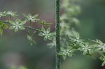 Melanthium parviflorum (Michaux) S. Watson