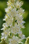 Melanthium virginicum L.