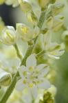 Melanthium virginicum L.