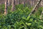 Veratrum viride Aiton