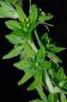 Veratrum viride Aiton