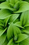 Veratrum viride Aiton