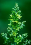 Veratrum viride Aiton