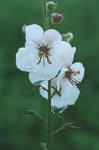 Verbascum blattaria L.