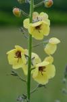 Verbascum blattaria L.