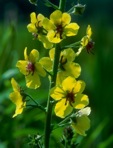 Verbascum blattaria L.